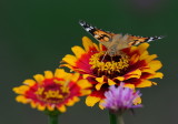 D33_6014.jpg