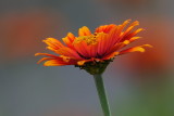 D33_6046.jpg