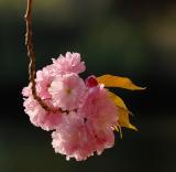 D20_2285 copy.jpg