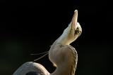 D20_2909 copy.jpg