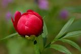 D20_3224 copy.jpg