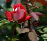 D20_3659 copy.jpg