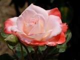 D20_6043 copy.jpg