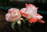 D20_6044 copy.jpg
