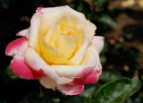 D20_6051 copy.jpg