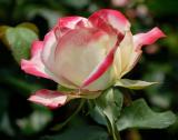 D20_6054 copy.jpg