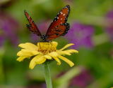 D20_6103 copy.jpg