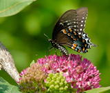 D20_6461 copy.jpg