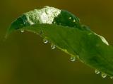 D20_7135 copy.jpg