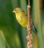 D20_7403 100 crop.jpg