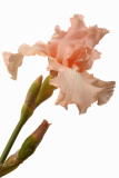 D20_4823 copy2.jpg