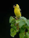 D20_7717 copy.jpg