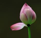 D20_7745 copy.jpg
