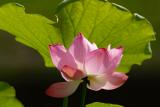 D20_7815 copy.jpg