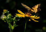 D20_8968 copy.jpg