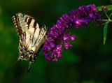 D20_8973 copy.jpg
