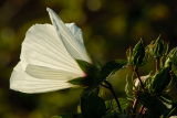 D20_9241 copy.jpg