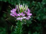 D20_9528 copy.jpg