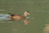 D20_9798 copy.jpg