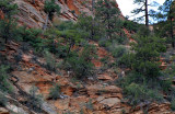 Bighorn Sheep - Zion N.P., UT