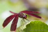 Jan 30 - dragonfly