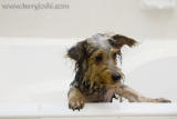 Feb 4 - I really didnt need a bath!