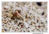 060525Derawn250encropcomp.jpg