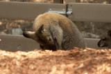Kangaroos and Wallabies