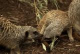 Meerkats
