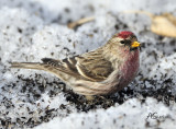 CommonRedPoll.jpg