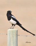 Magpie.jpg