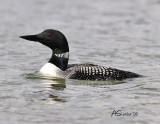 Loon2-2009.jpg