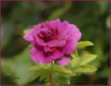 Rose2009.jpg