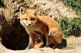 Fox-kit.jpg