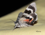 Unidentified-Moth.jpg