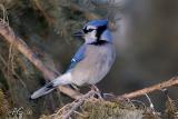 feb20bluejay-after copy.jpg