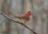 May2purplefinch.jpg