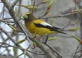 EveningGrosbeak2.jpg