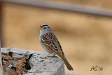 femalewhitecrownedsparrow.jpg