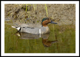 Green-Winged-TealDuckMay08.jpg