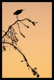 Great Blue on Branch at Sunset