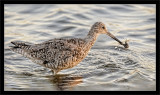 Willet with Crab