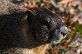 Yellow-bellied Marmot on Mount Evans