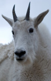 Mountain Goats On Mount Evans