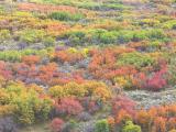 Crested Butte