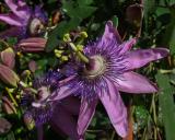 GardenCentres06.jpg