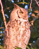 Owl508.jpg