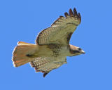 RTHark331.jpg