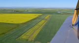 Canola.jpg