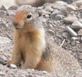 Gopher174.jpg